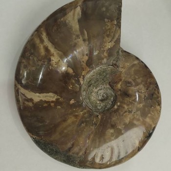 Сувенирен петритиран амонит, цялостен, 18×15 см ± (цена за 1175 г.)